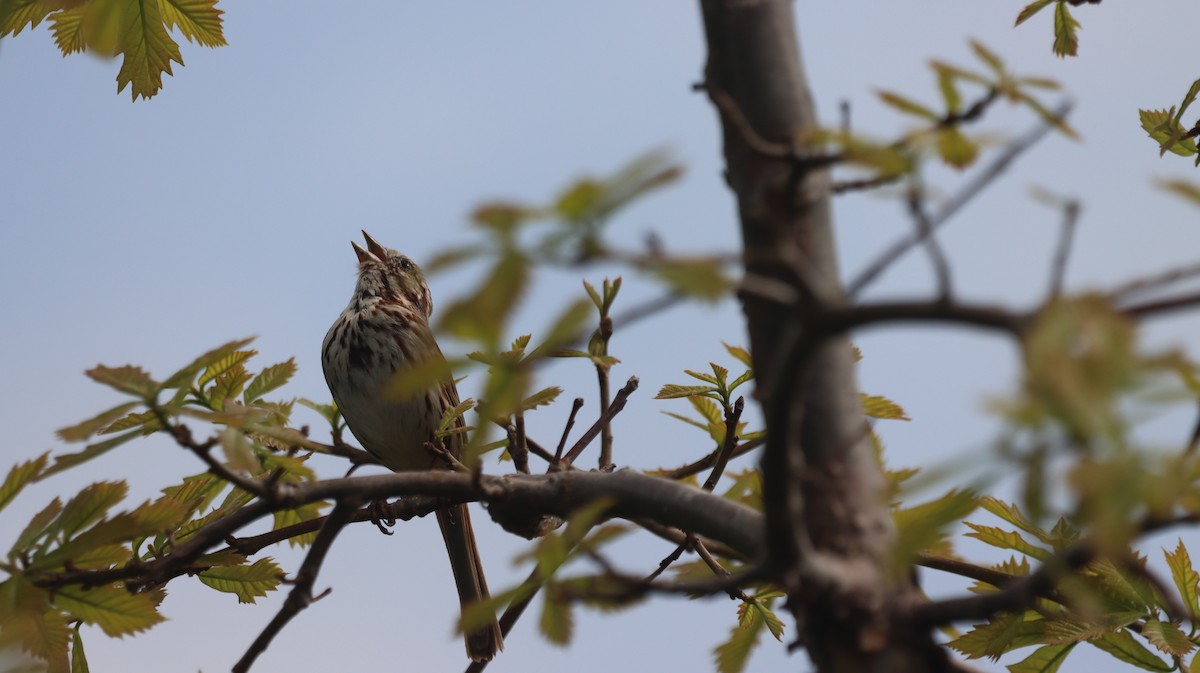 Song Sparrow - malcolm mcrae