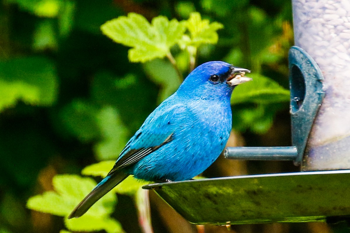 Indigo Bunting - ML619235379