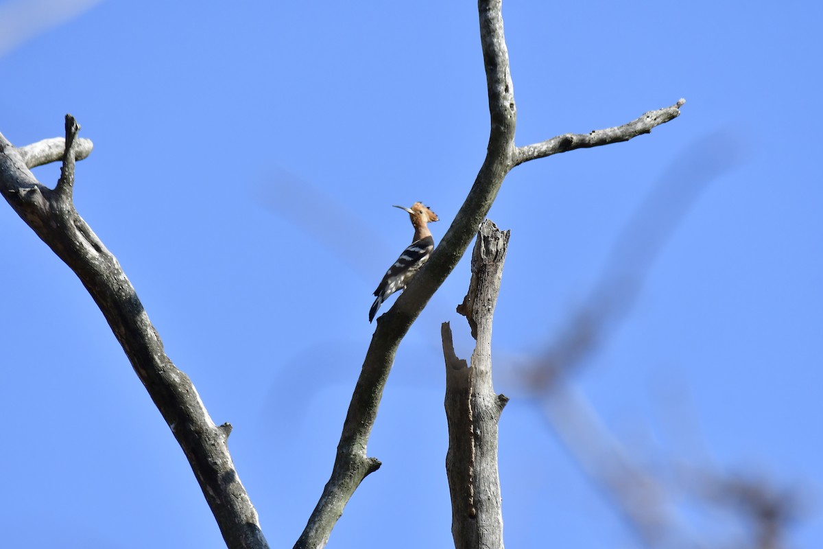 Eurasian Hoopoe - ML619235386