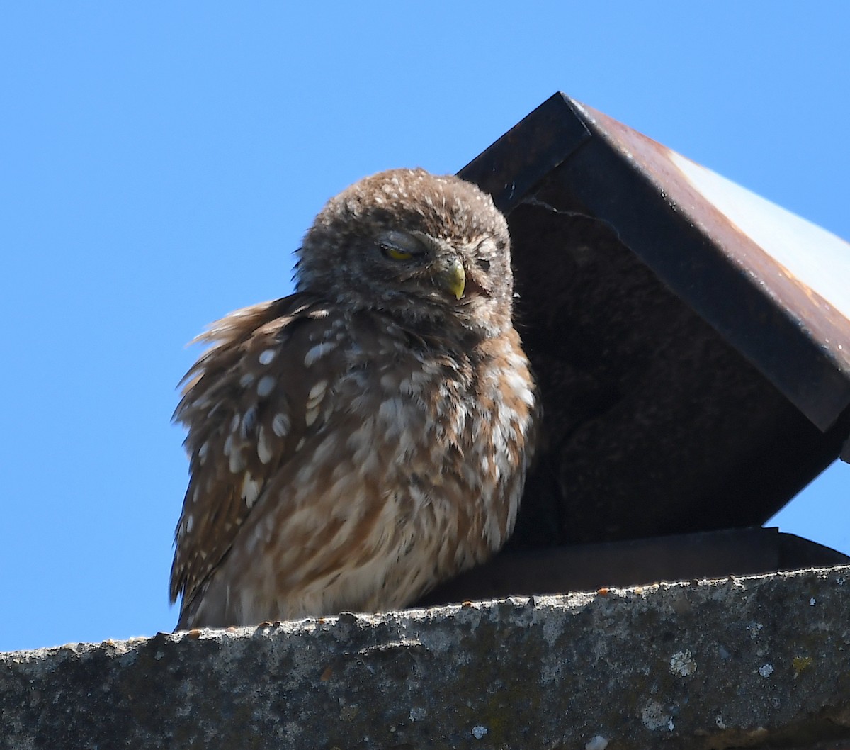 Little Owl - Василий Калиниченко