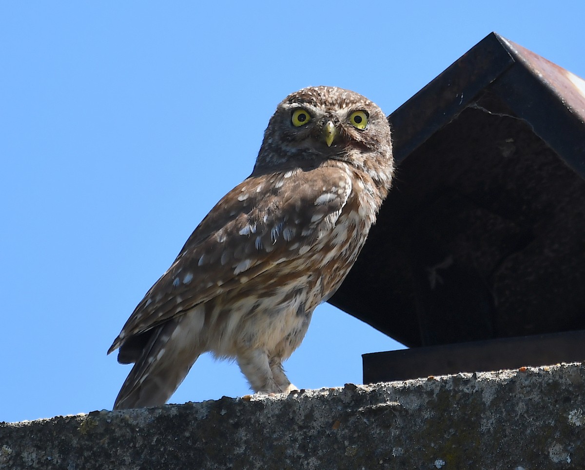 Little Owl - Василий Калиниченко