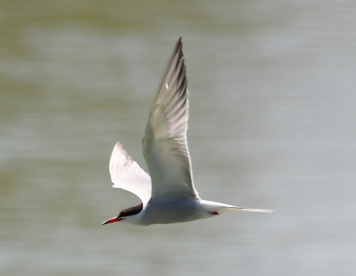 Common Tern - Василий Калиниченко