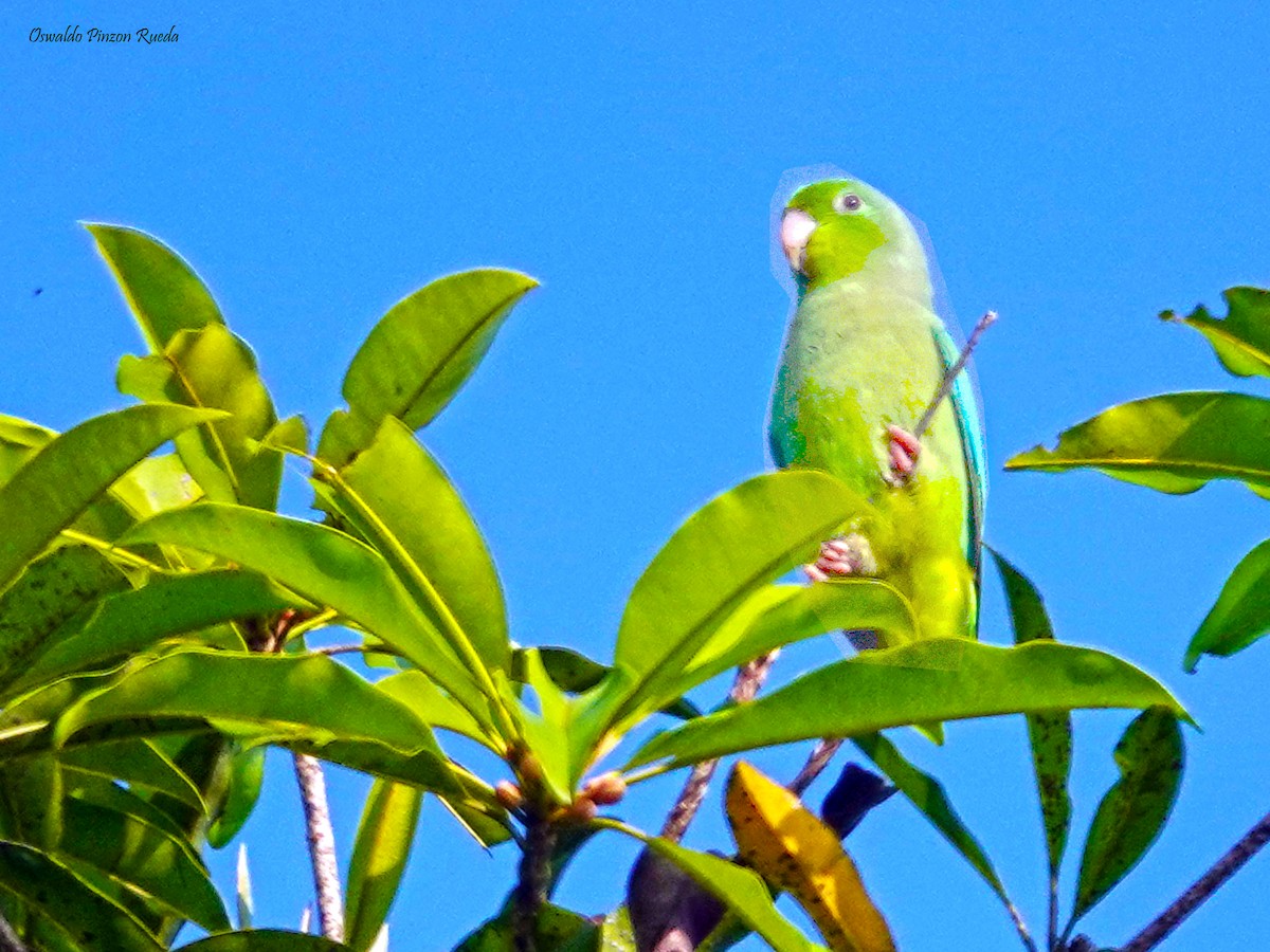 Turquoise-winged Parrotlet - Oswaldo Pinzon Rueda