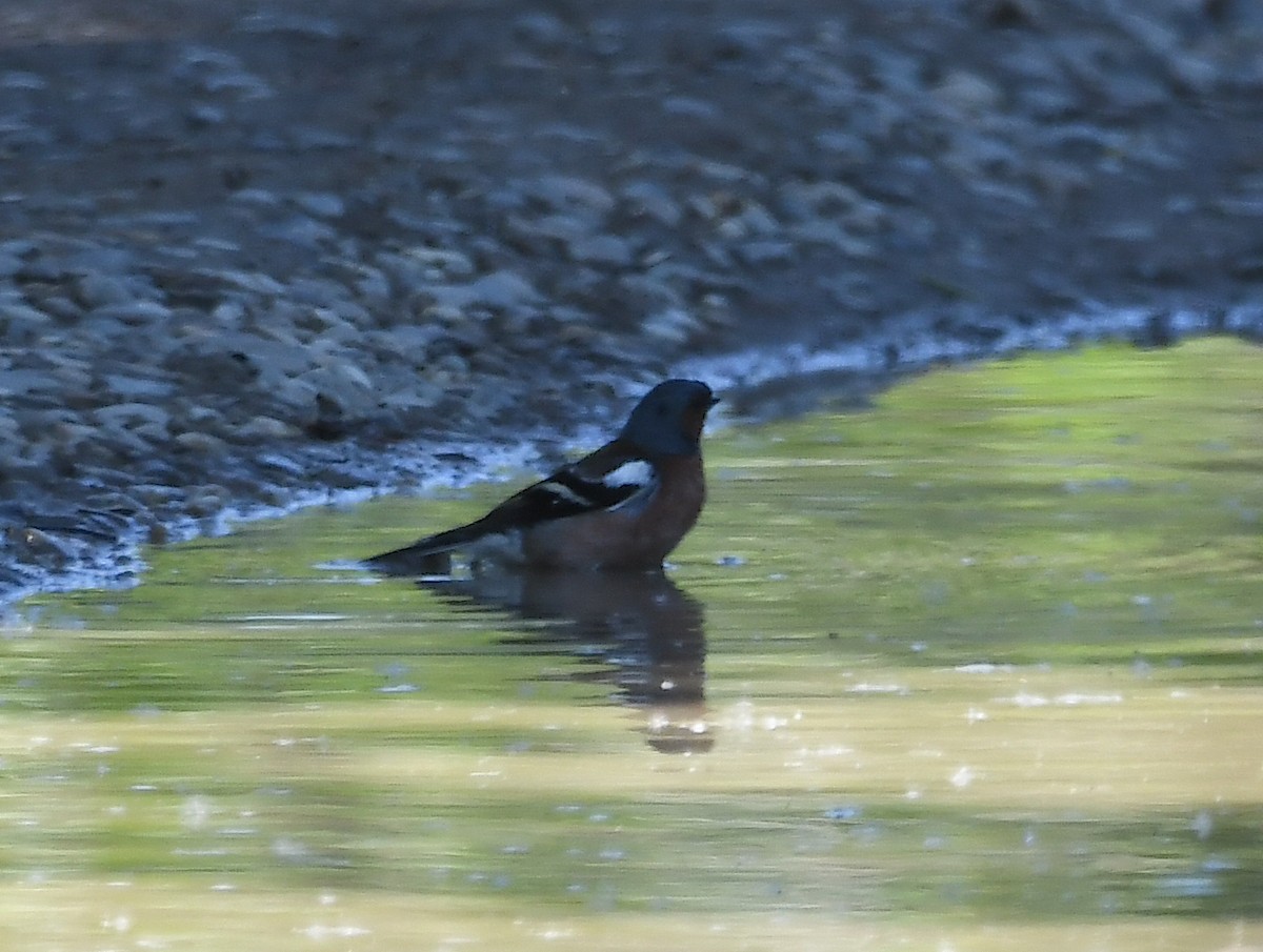 Common Chaffinch - Василий Калиниченко