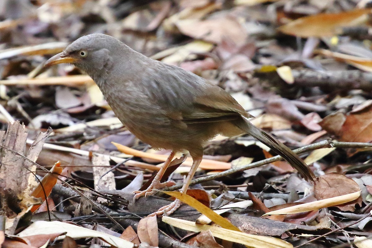 Jungle Babbler - Christopher Escott