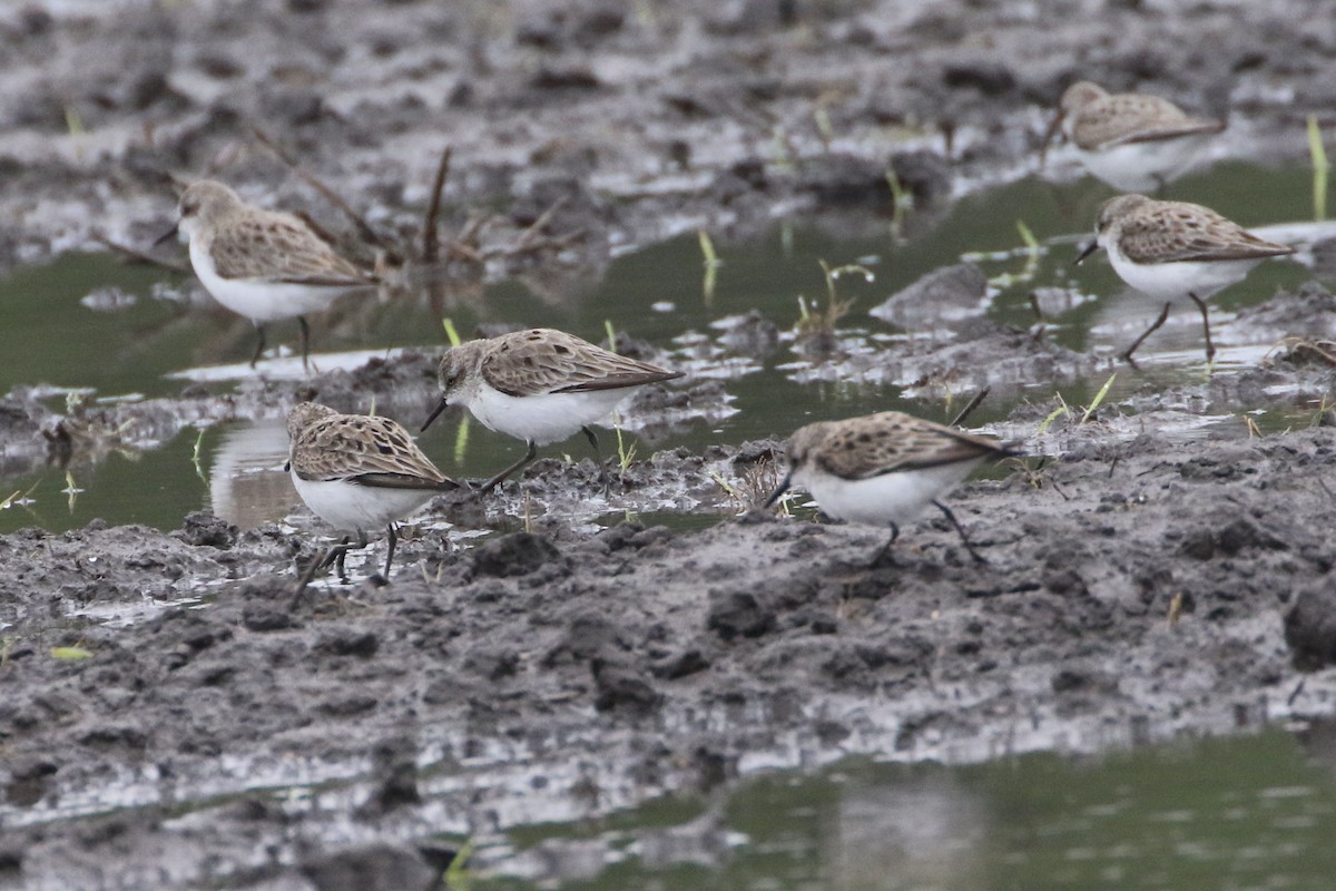 Semipalmated Sandpiper - Karen & Tom Beatty