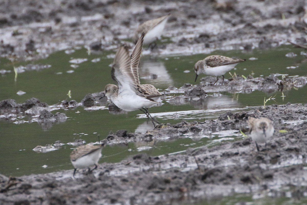 Semipalmated Sandpiper - Karen & Tom Beatty