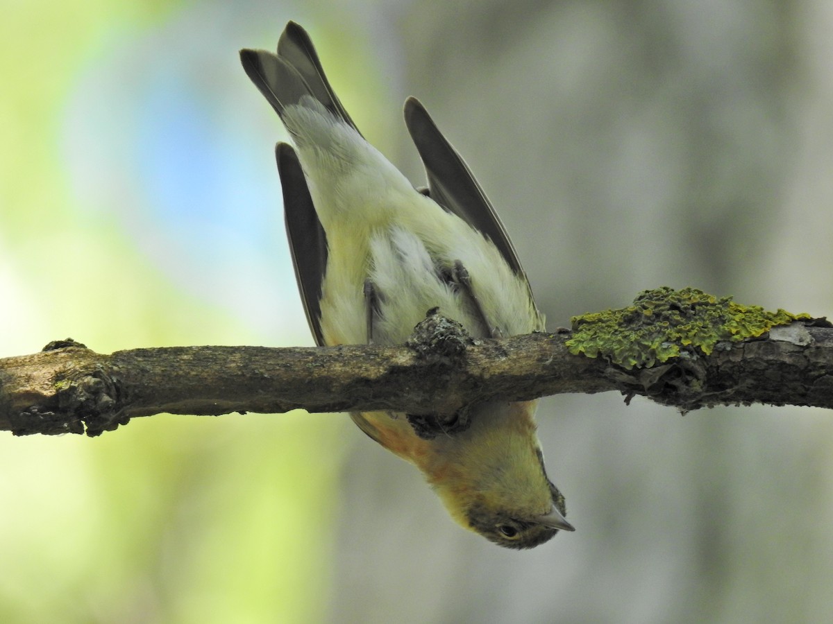 Bay-breasted Warbler - Sean HH