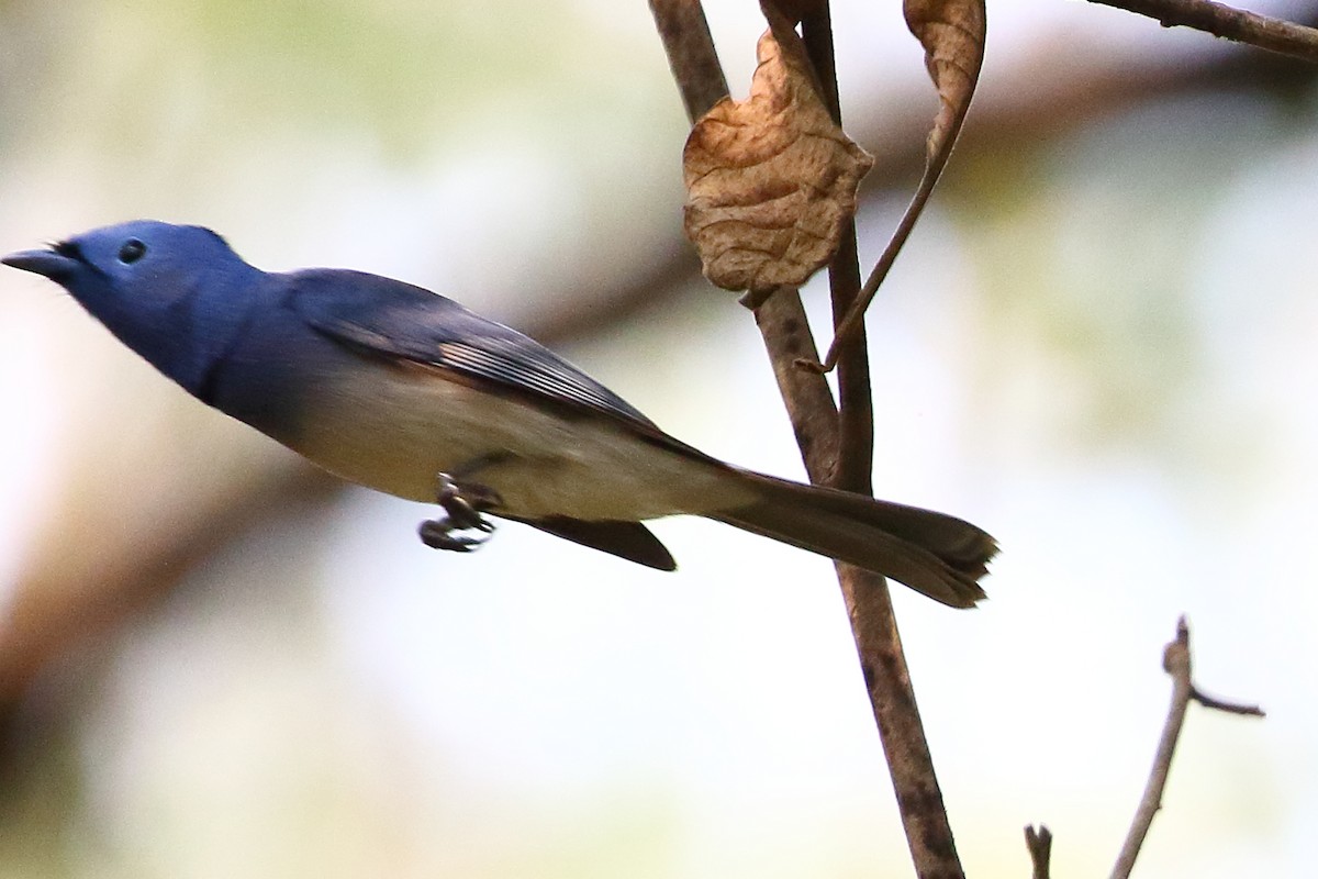 Black-naped Monarch - Christopher Escott