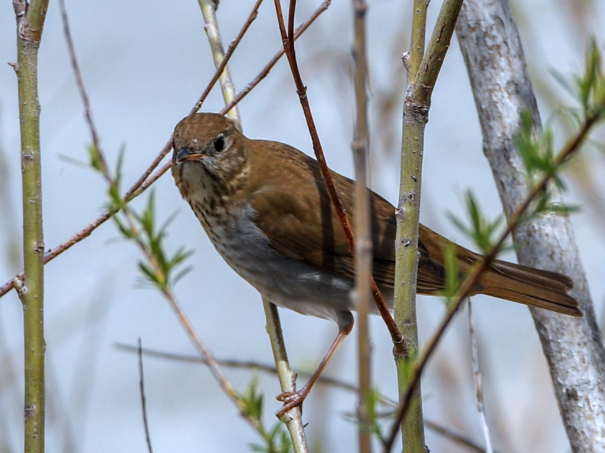 Swainson's Thrush - Jeff Gardner