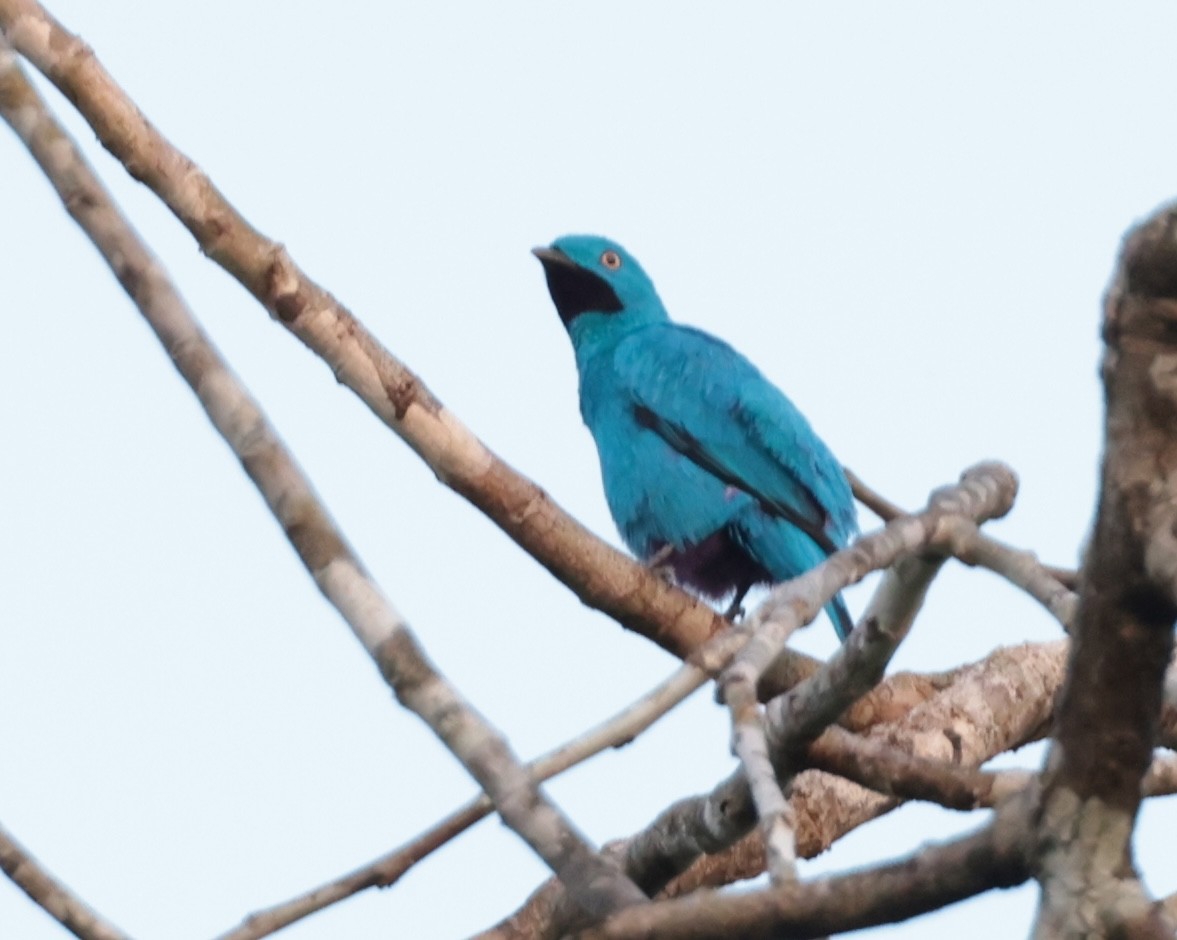 Plum-throated Cotinga - ML619235445