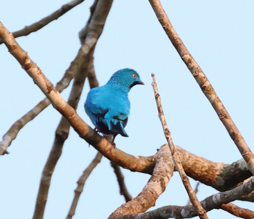 Plum-throated Cotinga - David Ascanio