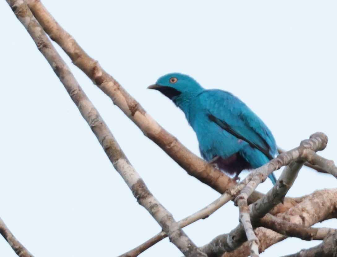 Plum-throated Cotinga - David Ascanio