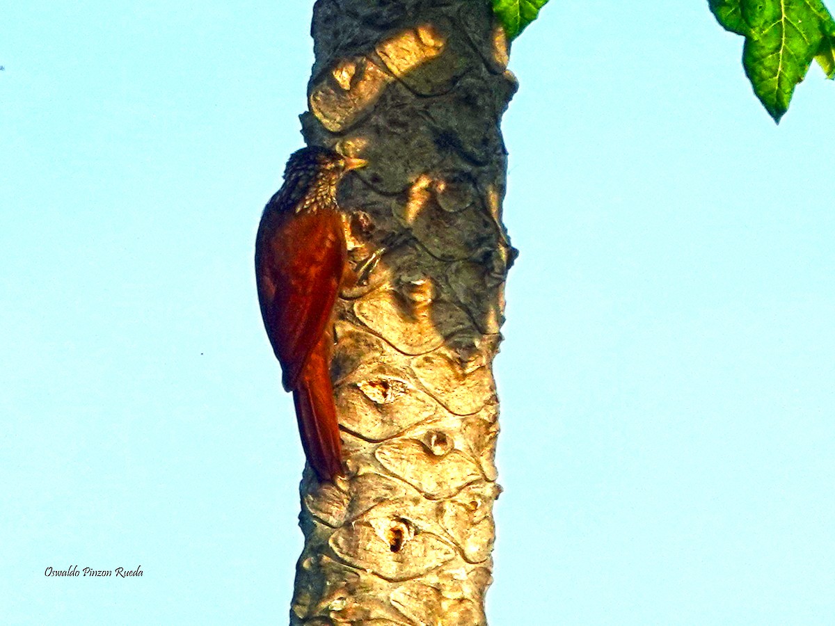 Straight-billed Woodcreeper - Oswaldo Pinzon Rueda