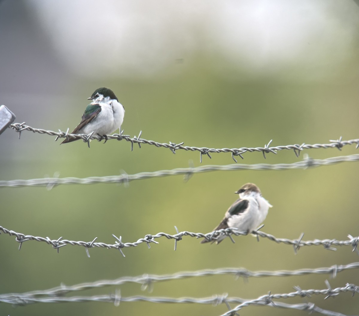 Golondrina Verdemar - ML619235457