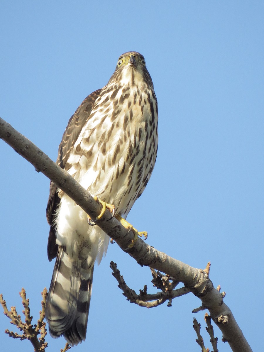 Chilean Hawk - Dickson Jorquera