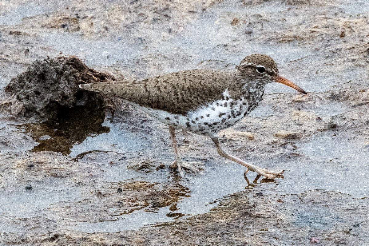 Spotted Sandpiper - Mike Winck