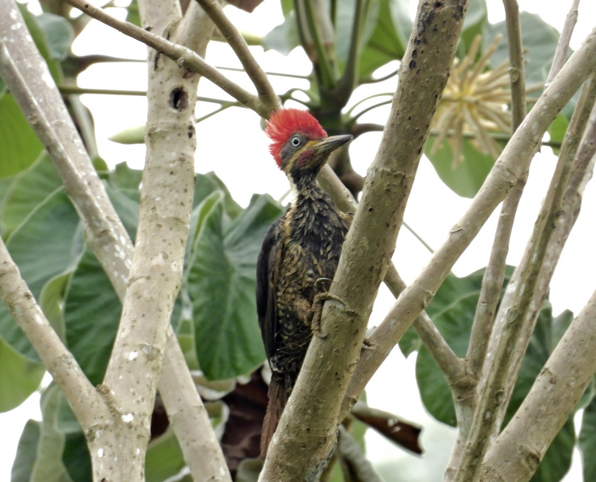 Lineated Woodpecker - Alejandra Pons