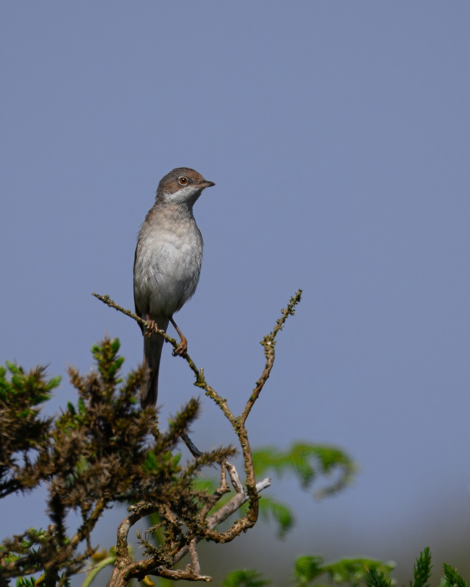 Greater Whitethroat - ML619235528