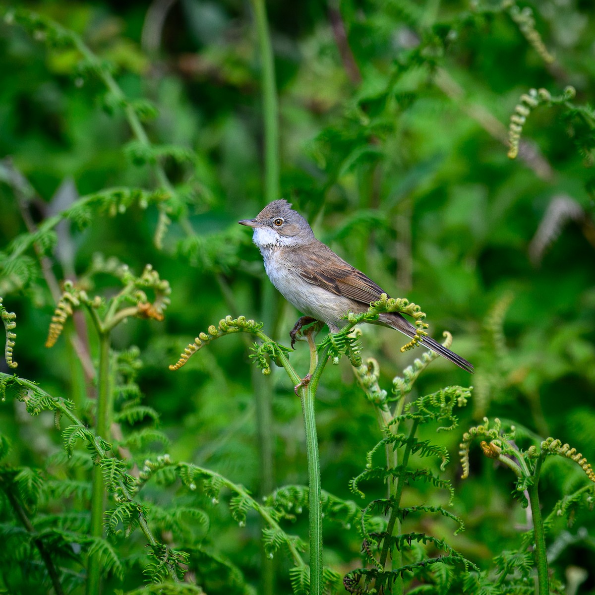 Greater Whitethroat - ML619235529