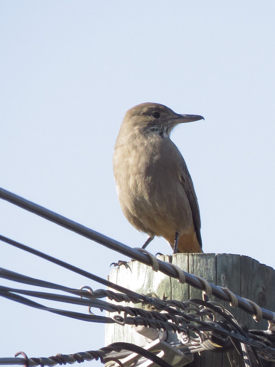 Great Shrike-Tyrant - Dickson Jorquera