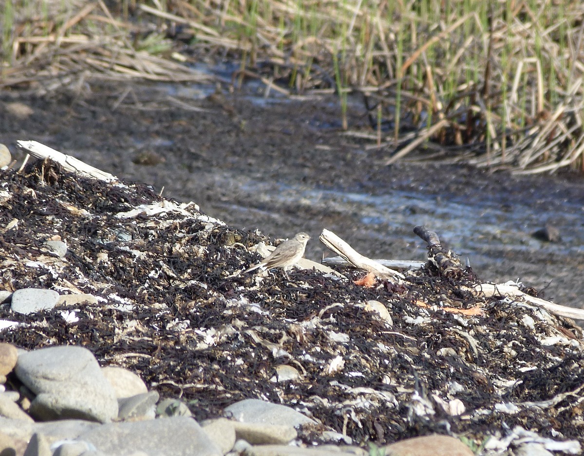 American Pipit - Rick Whitman