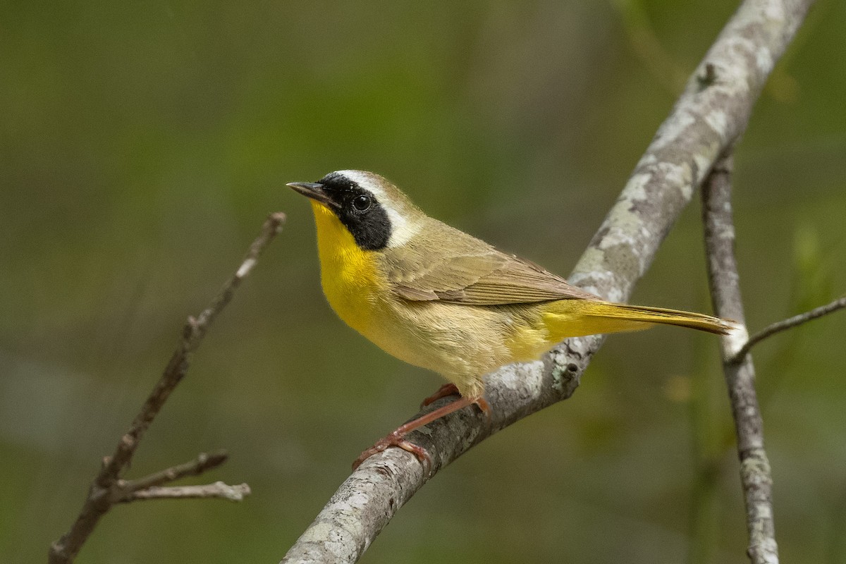 Common Yellowthroat - ML619235544