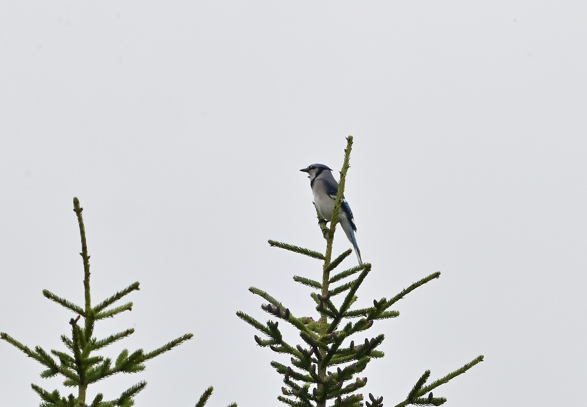 Blue Jay - Donald Casavecchia