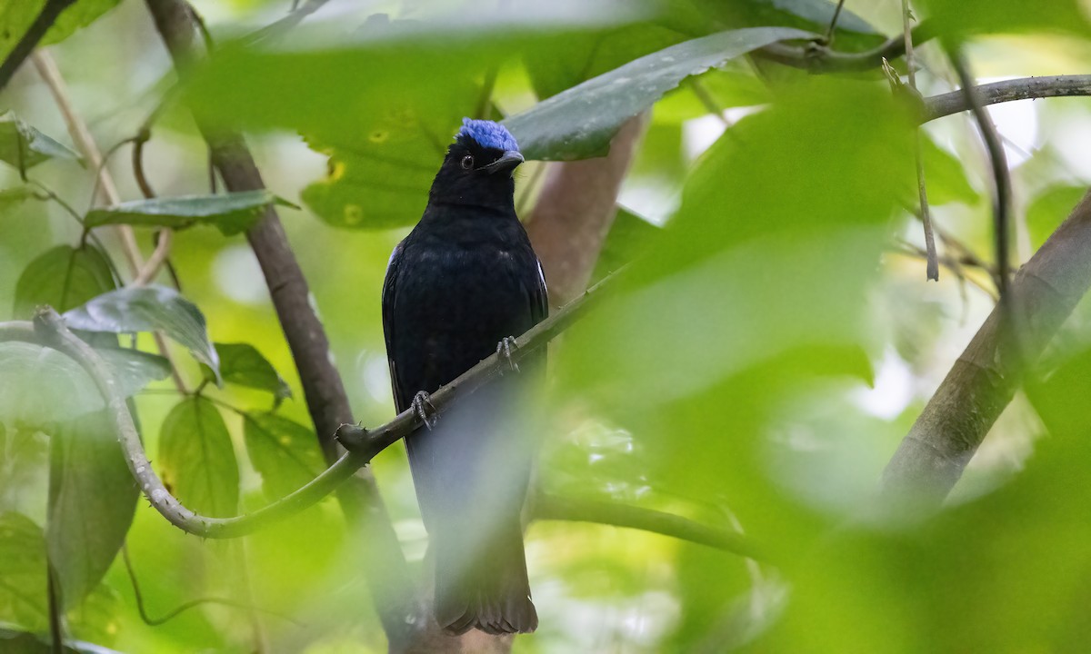 Philippine Fairy-bluebird - Paul Fenwick