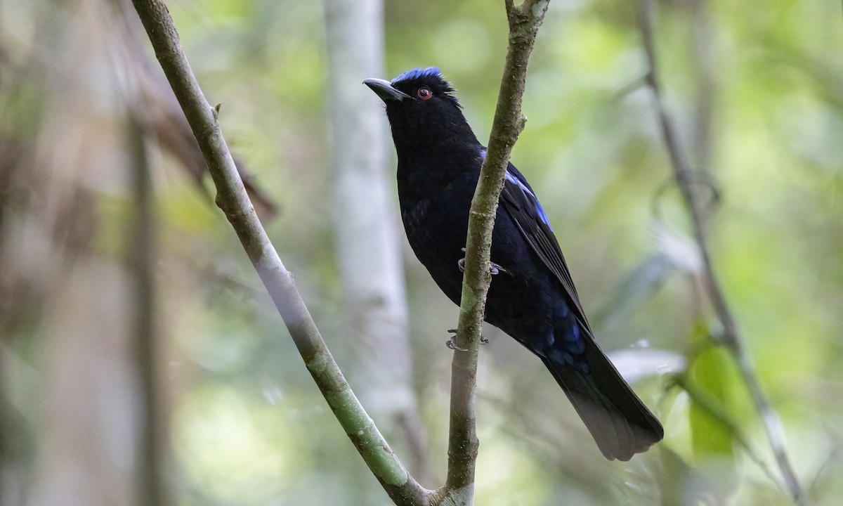 Philippine Fairy-bluebird - Paul Fenwick