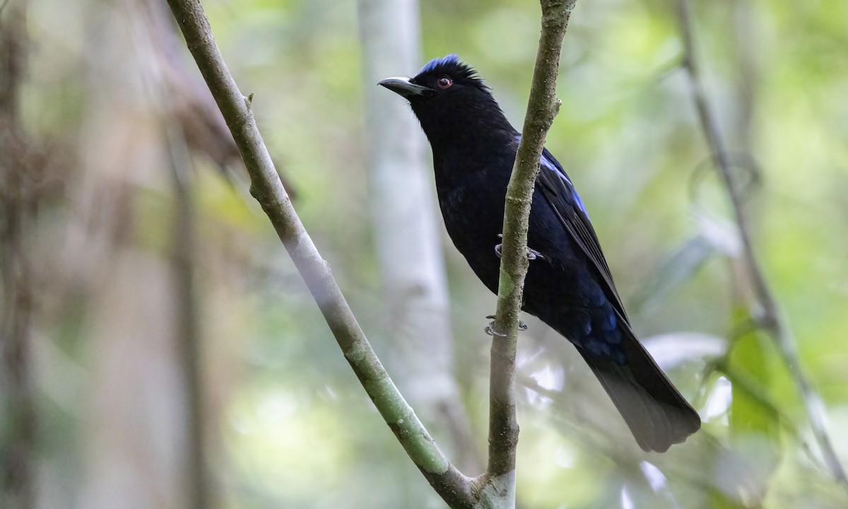 Philippine Fairy-bluebird - Paul Fenwick