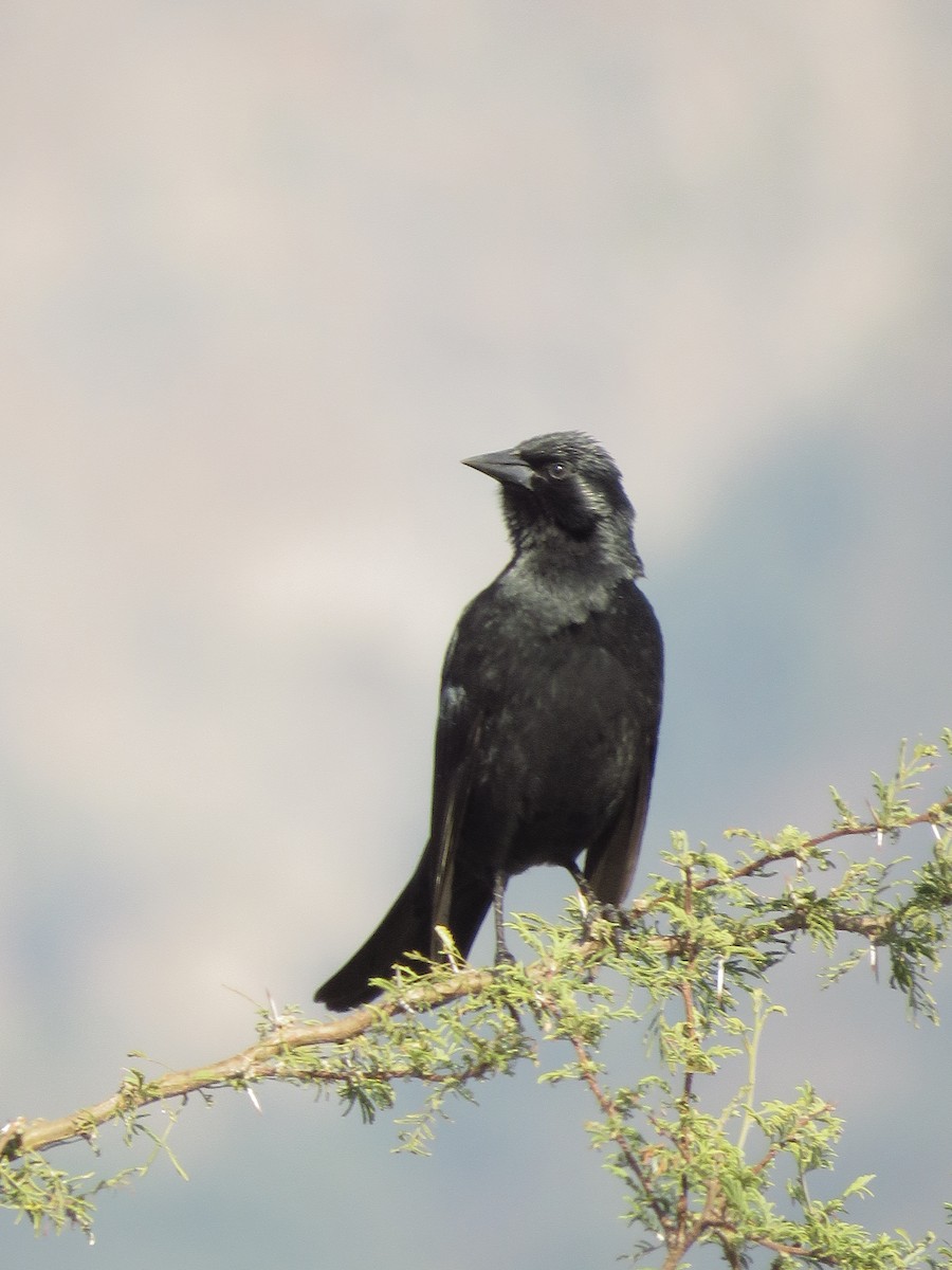 Austral Blackbird - Dickson Jorquera