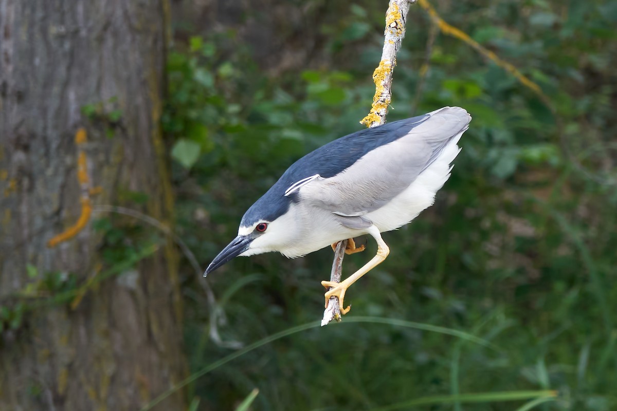 Black-crowned Night Heron - Luis Manso