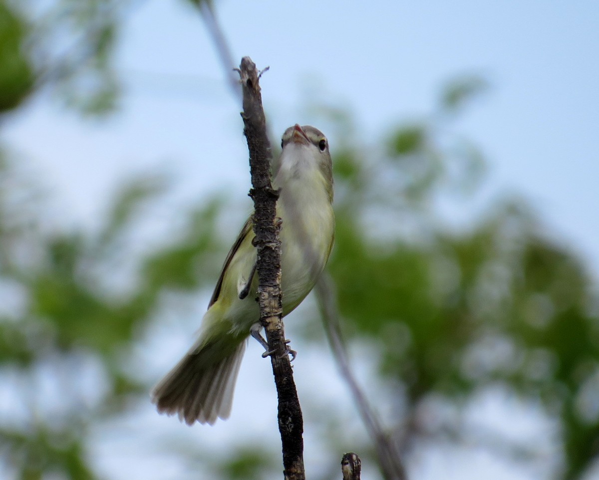 Bell's Vireo - Pam Campbell