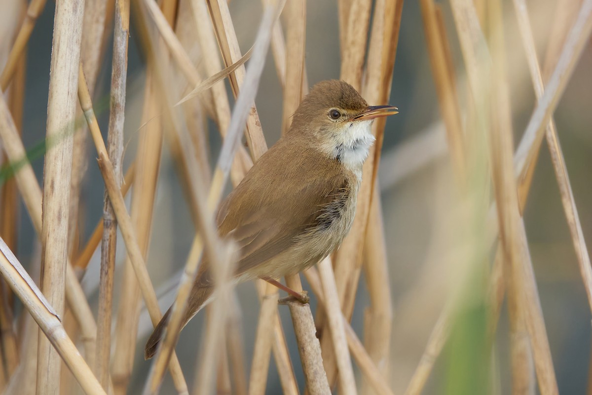 Common Reed Warbler - Luis Manso