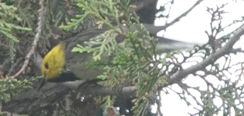 Hermit Warbler - Brad Rumble