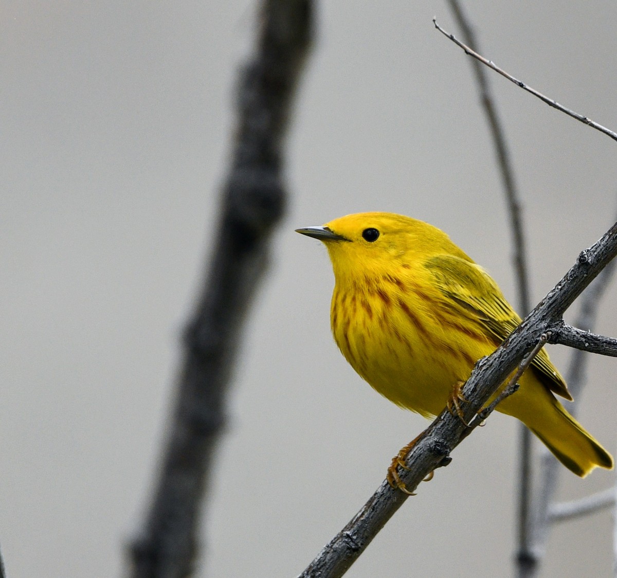 Yellow Warbler - Jeff Gardner