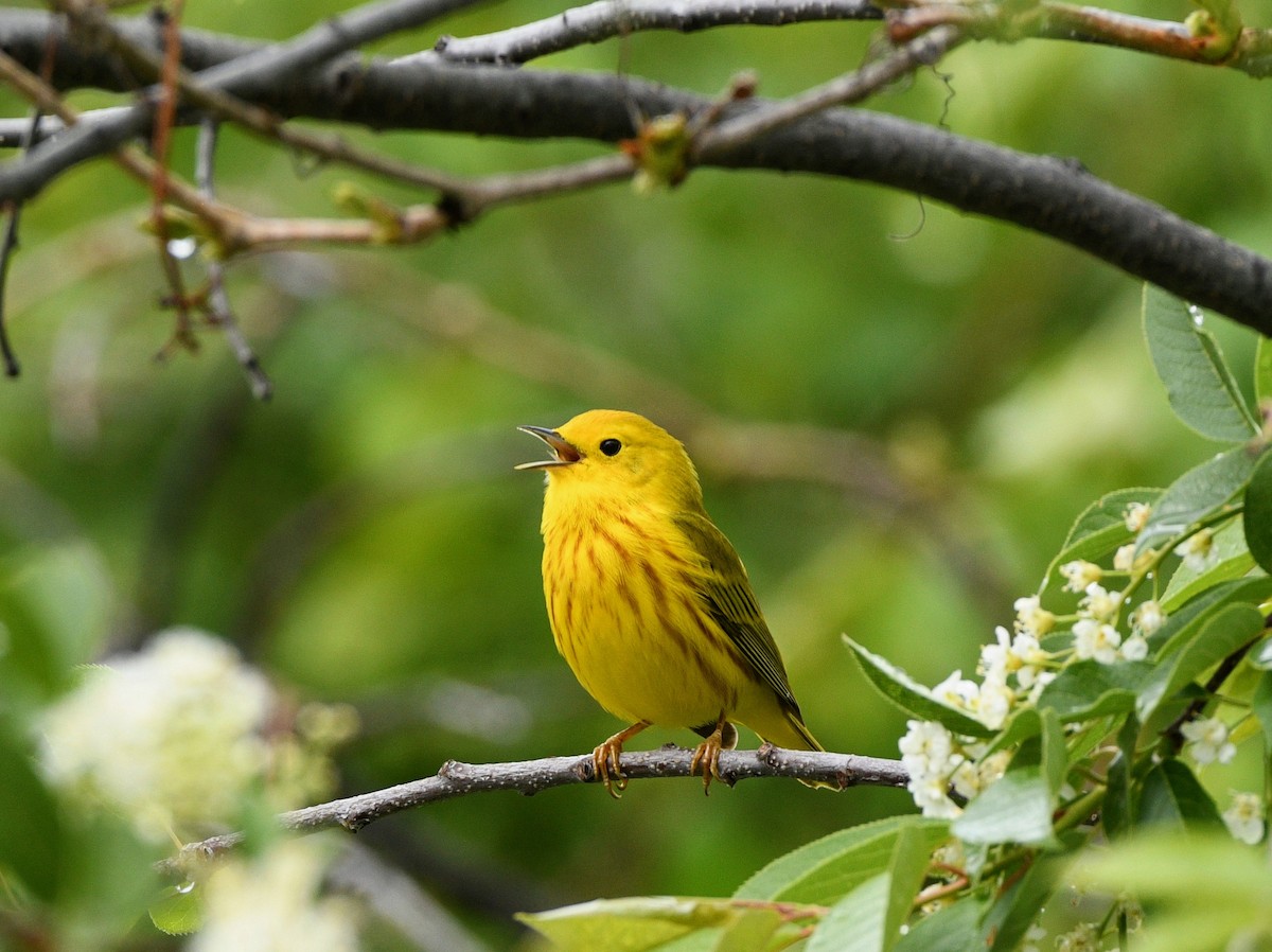 Yellow Warbler - Jeff Gardner