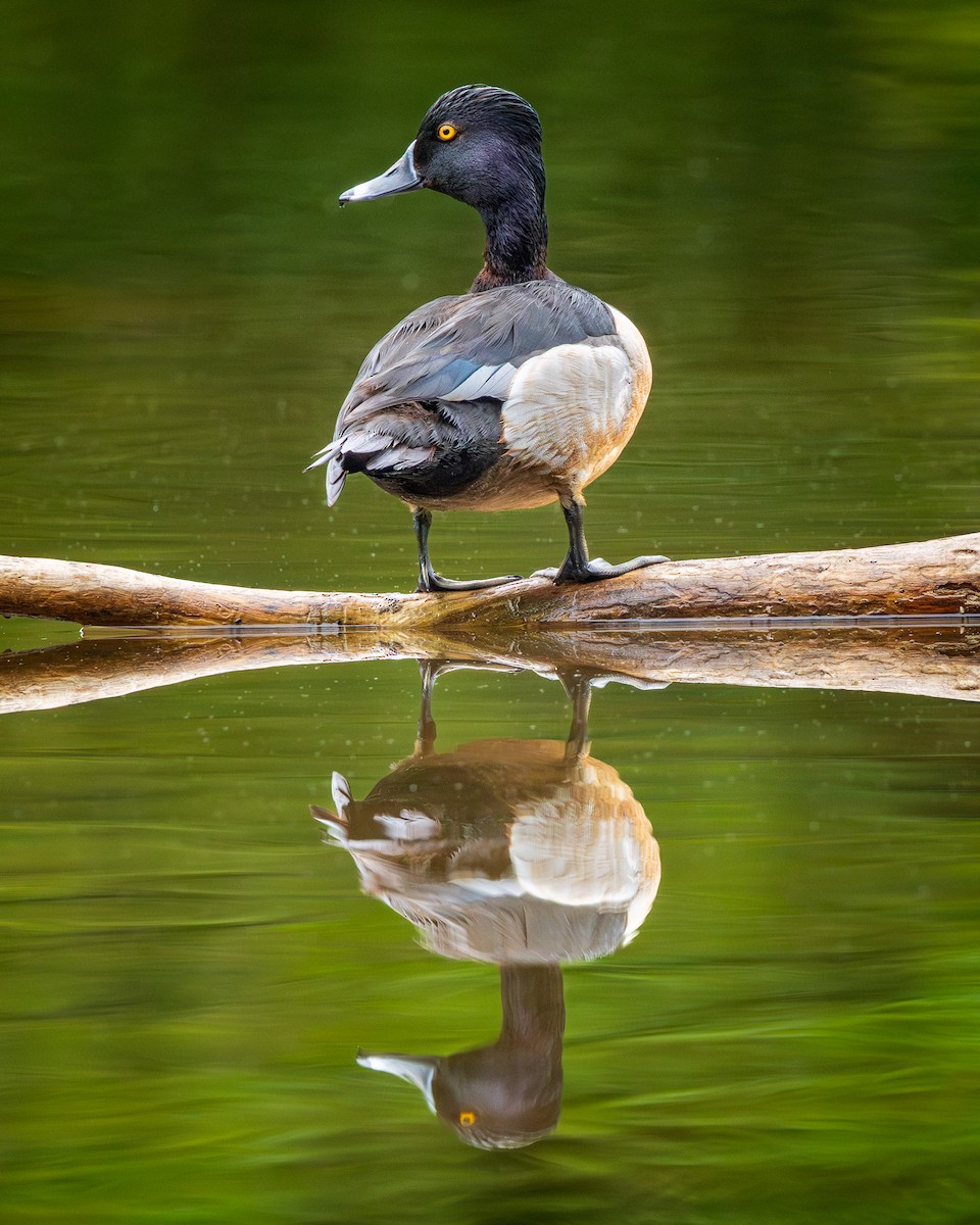 Ring-necked Duck - Todd Fibus