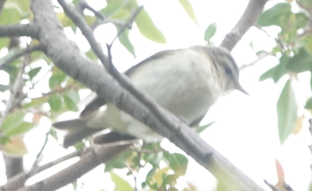 Warbling Vireo - Brad Rumble