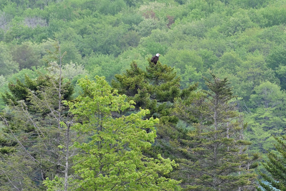 Bald Eagle - Donald Casavecchia