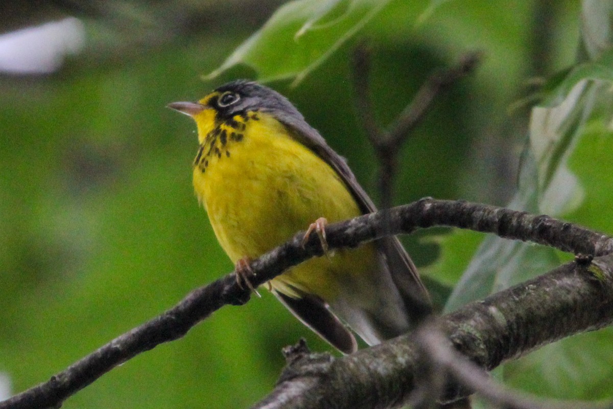 Canada Warbler - Jason Lenzi