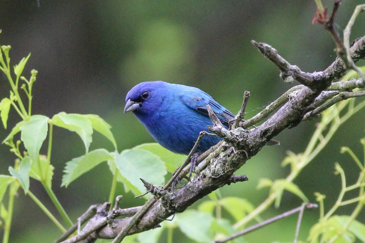 Indigo Bunting - Jason Lenzi