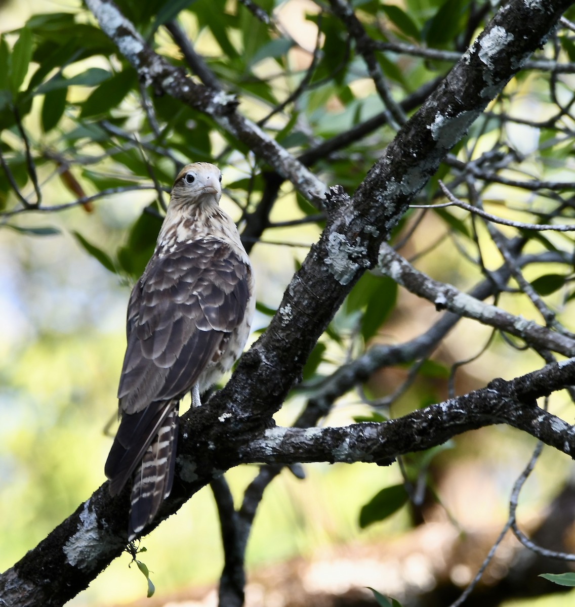 Yellow-headed Caracara - mark perry