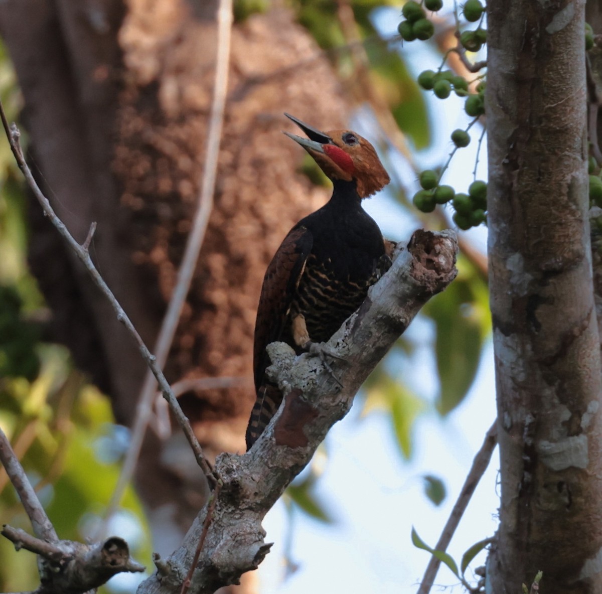 Ringed Woodpecker - David Ascanio
