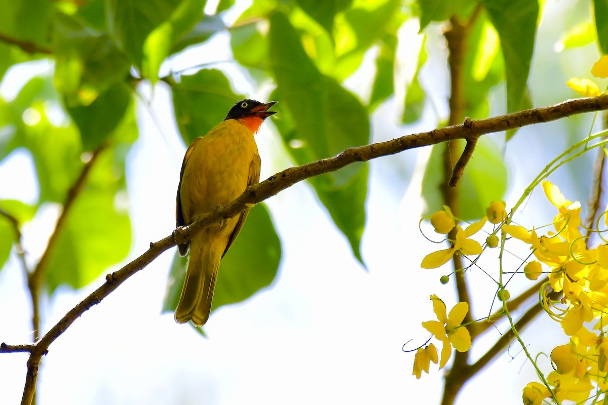 Flame-throated Bulbul - ML619235641