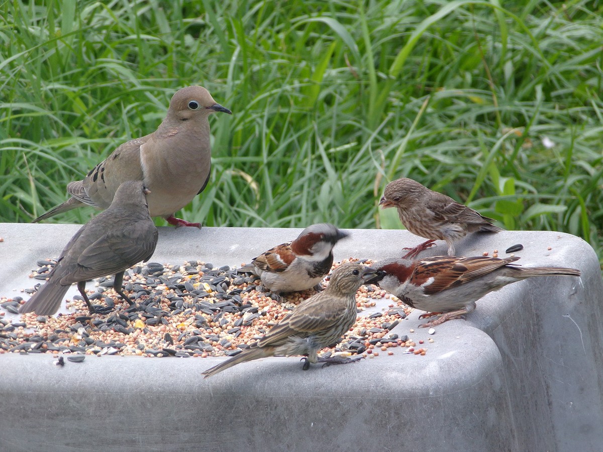 Mourning Dove - Texas Bird Family