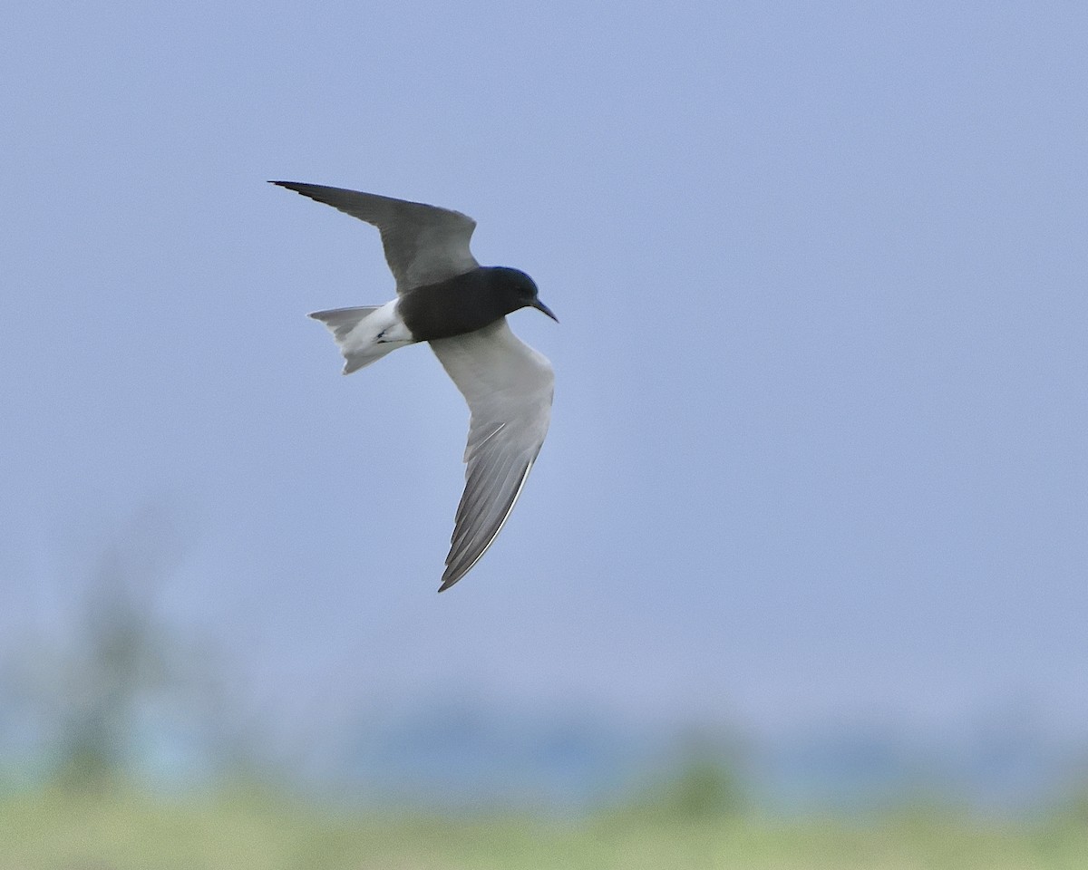 Black Tern - ML619235654