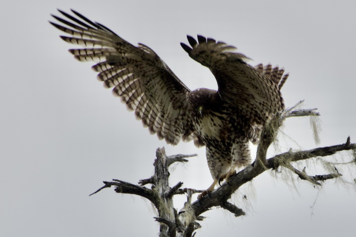 Red-tailed Hawk - Becky Knight