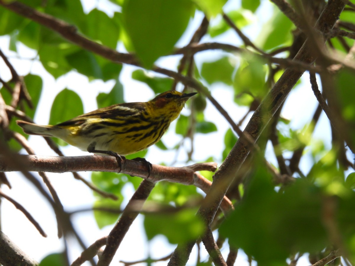 Cape May Warbler - Kelly Freyder